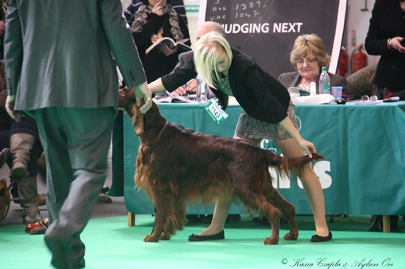 Crufts2011 502.jpg